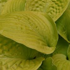Самая крупная в мире из. Hosta Sum And Substance