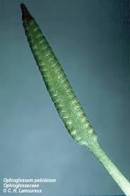 Image result for Ophioglossaceae