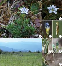 Image result for Gentianaceae