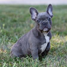 Safe and secure payment processing. French Bulldog Puppy Care Guide French Bulldog Breed