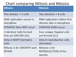 Chapter 10 Meiosis And An Introduction To Genetics Making