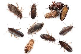 Hearts has a variety of green pest control alternatives for roaches. Cockroach Removal Pestico Canada Inc Pest Control Animal Exterminator Service