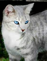 ivypool grau getigerte katzen graue katzen susseste haustiere