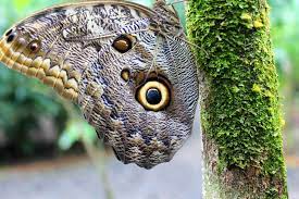 Pin En Mariposas