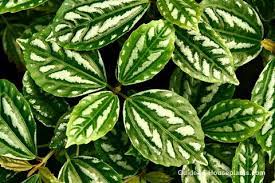 Check spelling or type a new query. Aluminum Plant Pilea Cadierei Care Tips Pictures