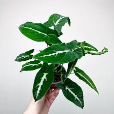 Image result for Grona stolzii