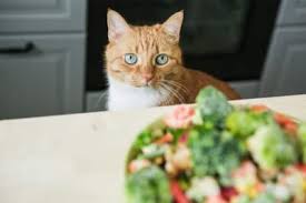 In addition, they can also eat carrots, cabbage, sprouts, zucchini, and broccoli. Can Cats Eat Vegetables Types Of Feline Safe Veggies