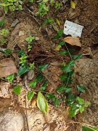 Image result for Cocculus hirsutus