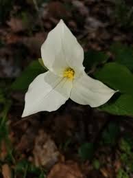We did not find results for: Large White Trillium Trillium Grandiflorum Inaturalist Nz
