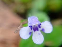 Image result for Linderniaceae