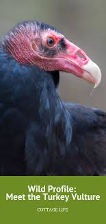 Big Birds That Look Like Turkeys Wild Profile Meet The Turkey Vulture Cottage Life Vulture Scavenger Birds Largest Bird Of Prey