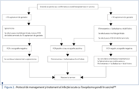 Responsabil de infectia persistenta si latenta. Managementul InfecÅ£iei Acute Cu Toxoplasma Gondii In SarcinÄƒ Review De LiteraturÄƒ