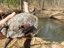 A common method of tracking Wood Turtles is the us…
