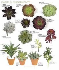 Succulent Indoor Google Search Plants Succulents Planting Succulents