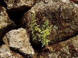 Image result for Anogramma