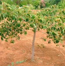 Image result for Dialium englerianum