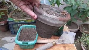 Decorating the humble wooden structure with local ferns and vines keeps the vision sympathetic to the surrounding. Easy Start Vegetable Garden And Kitchen Gardening Tip Urdu Hindi Hood Gardenshood Gardens