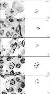 Image result for Vincetoxicum stenolobum