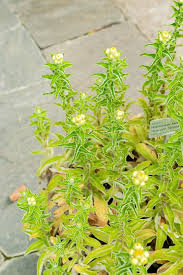 Image result for Helichrysum foetidum