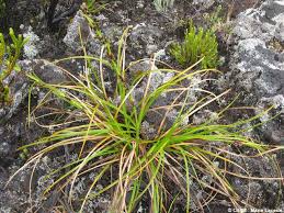 Image result for Costularia