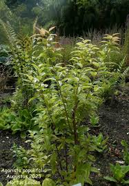 Image result for Agarista