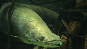 Maybe you would like to learn more about one of these? Heboh Warga Temukan Ikan Raksasa Asli Sungai Amazon Di Sidoarjo Ternyata Termasuk Predator Halaman All Tribun Bali