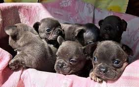 If you are unable to find your french bulldog puppy in our puppy for sale or dog for sale sections, please consider looking thru thousands of french bulldog dogs for adoption. Akc Mini French Bulldog Puppies Available For New Homes For Sale In Ann Arbor Michigan Classified Americanlisted Com