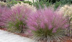 Pink Muhly Grass Care Ornamental Grass Landscape Grasses Landscaping Grass Care