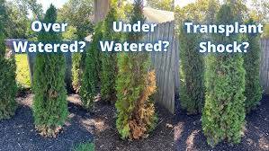 Image result for thuja drying out dead dried symptoms)