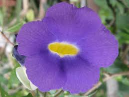 Image result for Thunbergia vogeliana