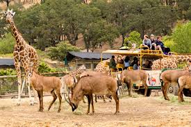 Have you ever wanted to pet a zebra, have a lemur sit on your shoulder, or bounce beside a kangaroo? Best Safari Park Winners 2020 Usa Today 10best