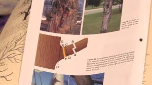 The general rule is to prune less during the fruit tree's early or juvenile years. Gardening Pruning How To Prune Dwarf Fruit Trees Youtube