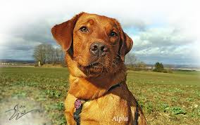 It's just one of the somewhat wide variation in shades of yellow labrador available. Der Labrador Retriever Foxred Labradorzucht Im Wittelsbacher Land Bayern
