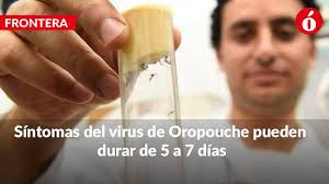 Venezuela: municipios fronterizos en alerta epidemiológica por virus  Oropouche