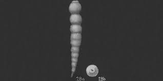 Image result for Scleria hispidula