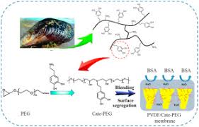 Boc sciences provides customized surface modification and functionalization with polyethylene glycol (peg) of various kinds of biomaterials. Segregation Induced In Situ Hydrophilic Modification Of Poly Vinylidene Fluoride Ultrafiltration Membranes Via Sticky Poly Ethylene Glycol Blending Journal Of Membrane Science X Mol