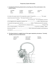 Respiratory System Worksheet