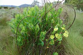 Image result for Euphorbia depauperata