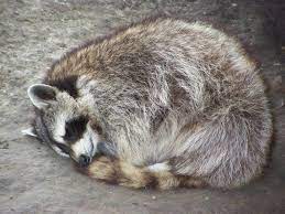 Sleeping Sleeping Animals Celtic Animals Raccoon Funny