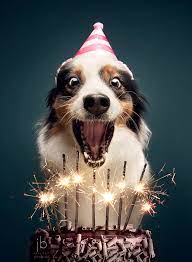 Perfect for friends & family to wish them a happy birthday on their special day. Cohen The Australian Shepherd Facebook