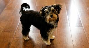 Morkie The Fluffy Fun Little Yorkie Maltese Mix