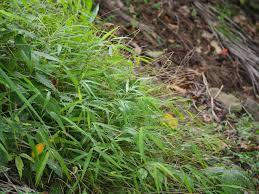 Image result for Microstegium fasciculatum