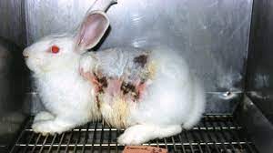 Animal testing for cosmetic products has been banned in the eu since 2004, and for all the ingredients of these products since 2013. Topic Cosmetic Testing Change Org
