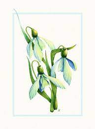 Watercolor Snowdrop Flowers 8x10 Fine Art By Nebelswatercolor 23 00 Watercolor Tattoo Flower Flower Drawing Flower Art