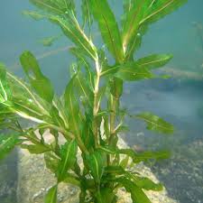 Image result for Potamogeton crispus