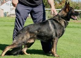Check spelling or type a new query. German Shepherd Dogs True Haus Kennels