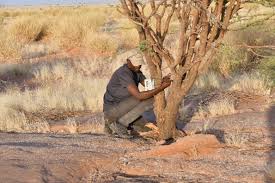 Image result for Limeum viscosum