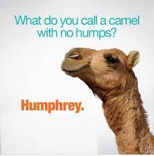 Click here to get an answer to your question what do you call a three humped camel. 50 Funny Quotes Ideas Corny Jokes Cheesy Jokes Jokes For Kids