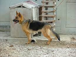 kopek pansiyonu alman coban kopegi coban kopegi kopek