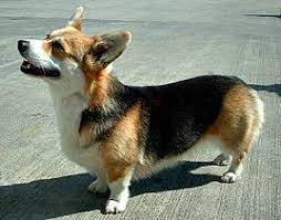 Se ha desempeñado durante siglos como perro pastor, y se le considera uno de los perros más antiguos de gran bretaña. Welsh Corgi Pembroke Wikimedia Commons
